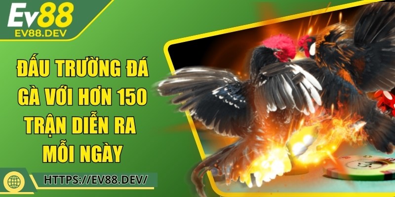 Đấu trường đá gà với hơn 150 trận diễn ra mỗi ngày